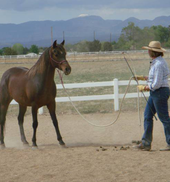 Man Training a Horse